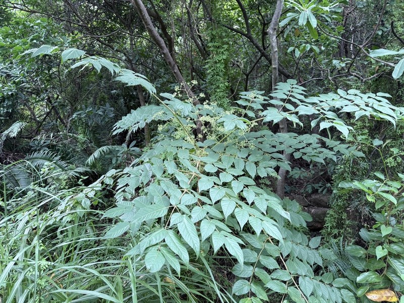 Chinese Angelica Tree photo 4