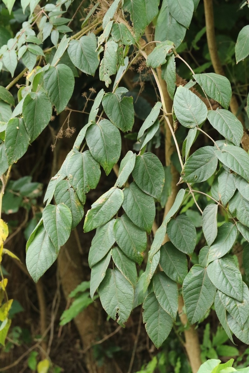 Chinese Angelica Tree photo 5