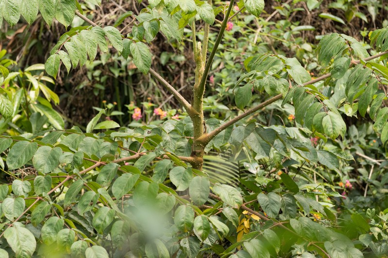Chinese Angelica Tree photo 6