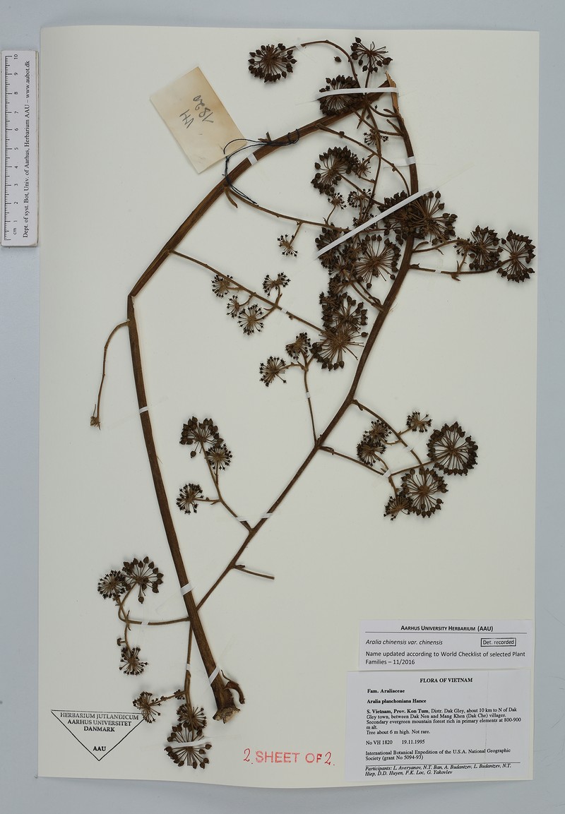 Aralia chinensis var. chinensis