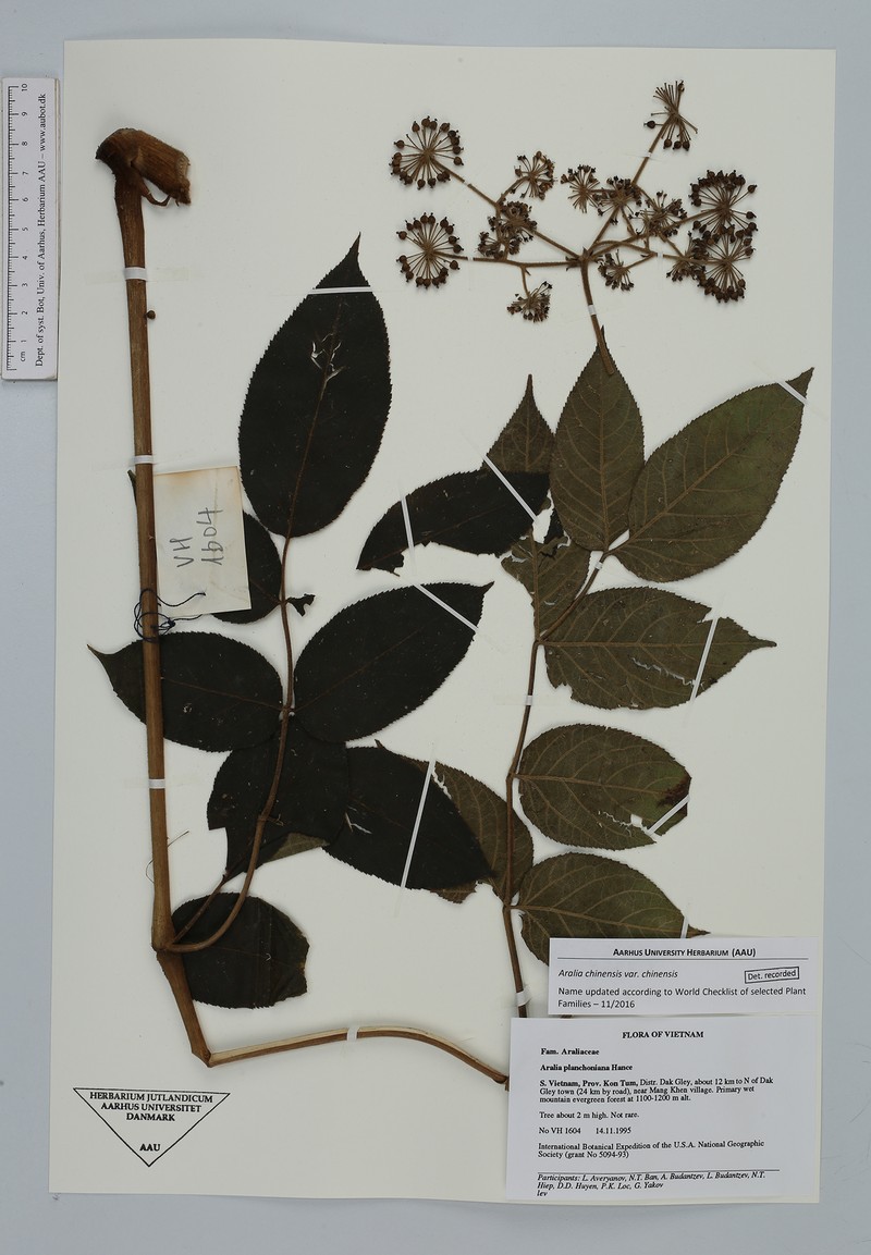 Aralia chinensis var. chinensis photo 2