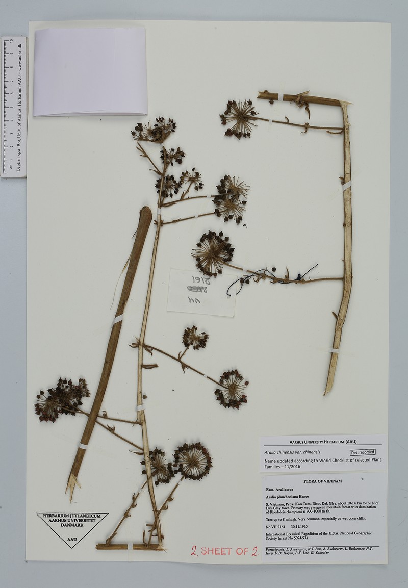 Aralia chinensis var. chinensis photo 3