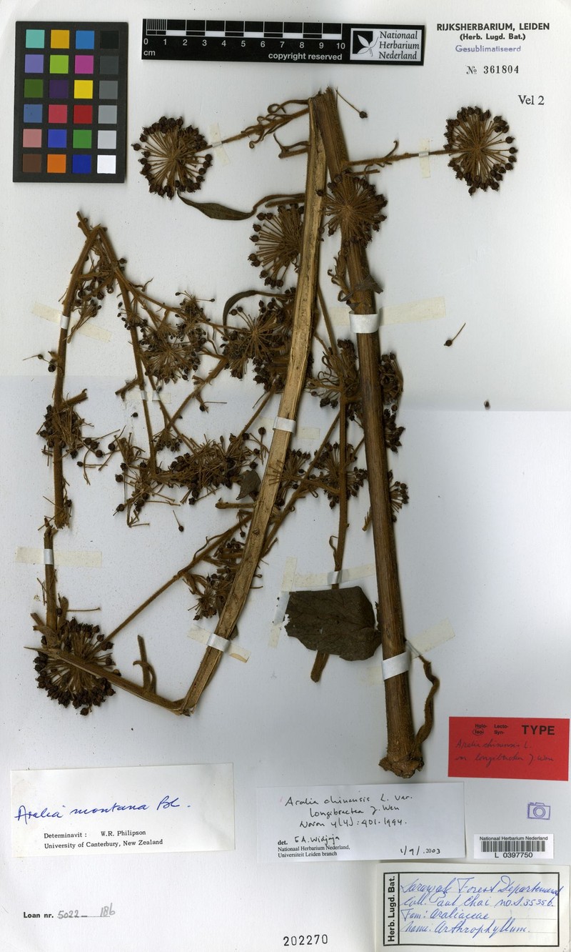 Aralia chinensis var. longibractea