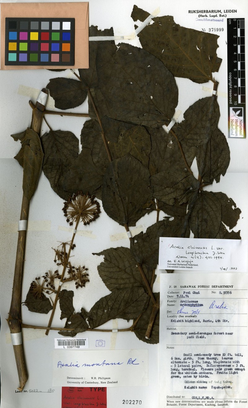 Aralia chinensis var. longibractea photo 2