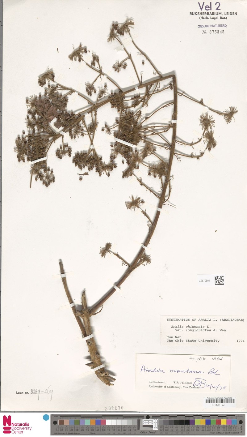 Aralia chinensis var. longibractea photo 3
