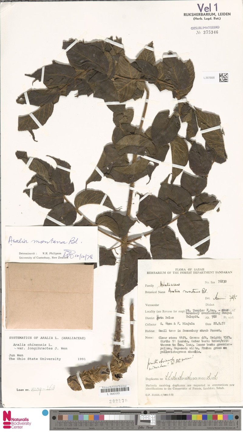 Aralia chinensis var. longibractea photo 4