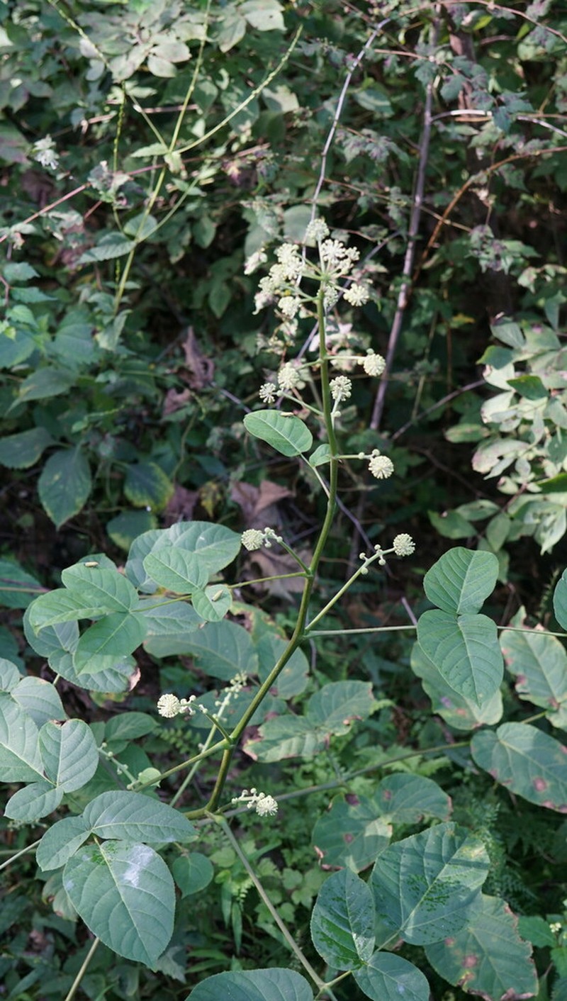Aralia continentalis