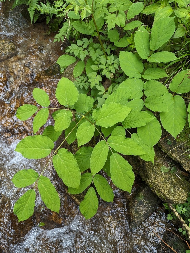 Aralia continentalis photo 2
