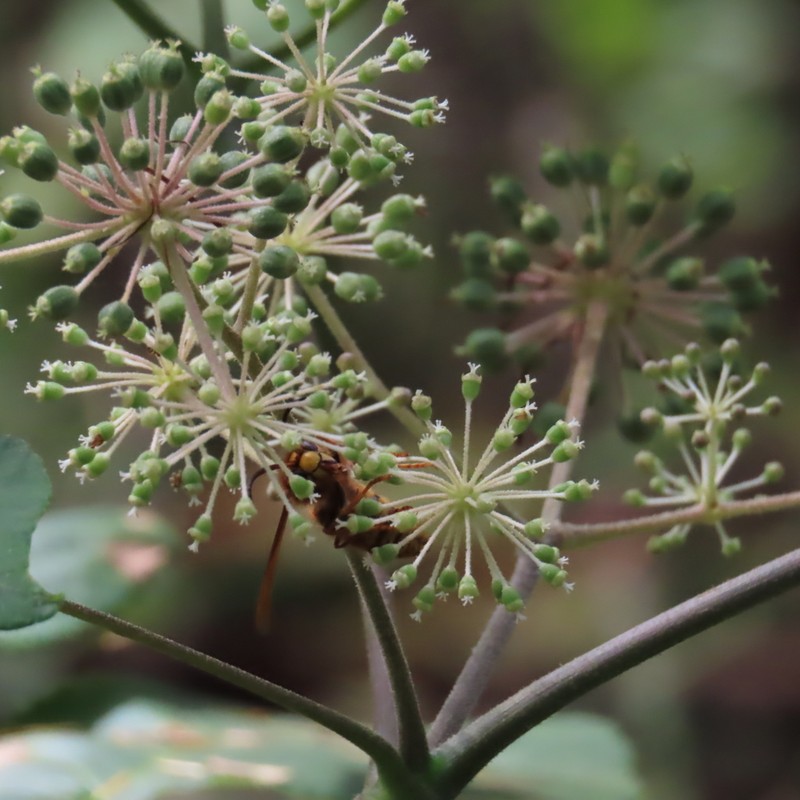 Aralia continentalis photo 3