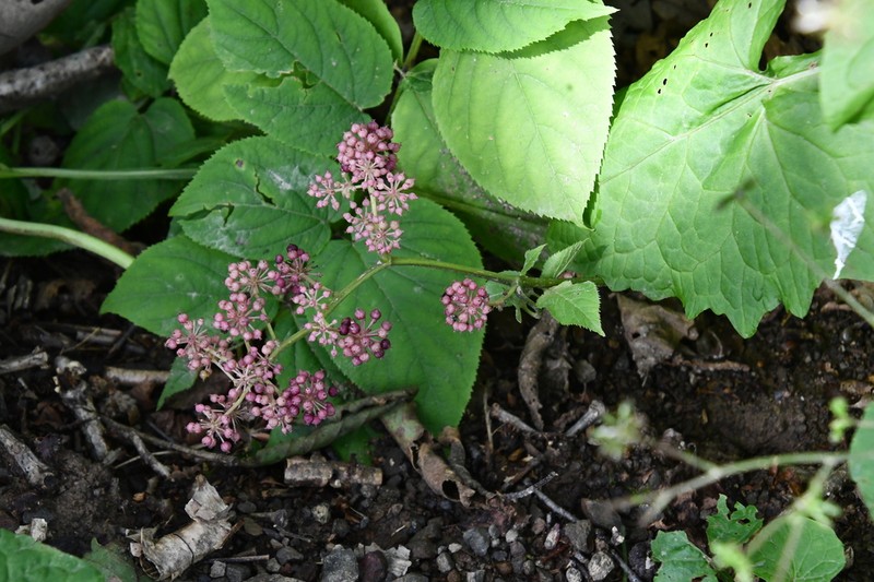 Aralia continentalis photo 4