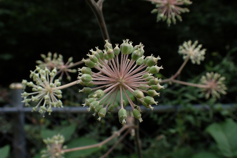 Aralia continentalis photo 5