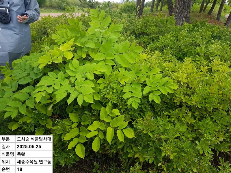 Aralia continentalis photo 6