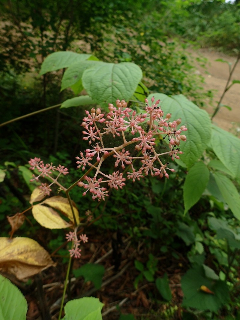 Aralia continentalis photo 7