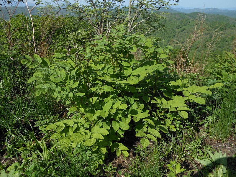 Aralia continentalis photo 8