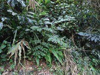 Aralia dasyphylla