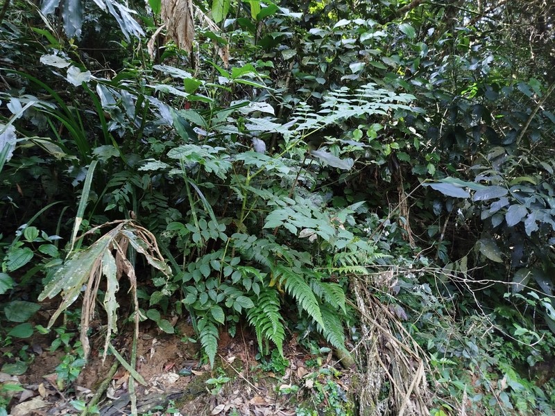 Aralia dasyphylla