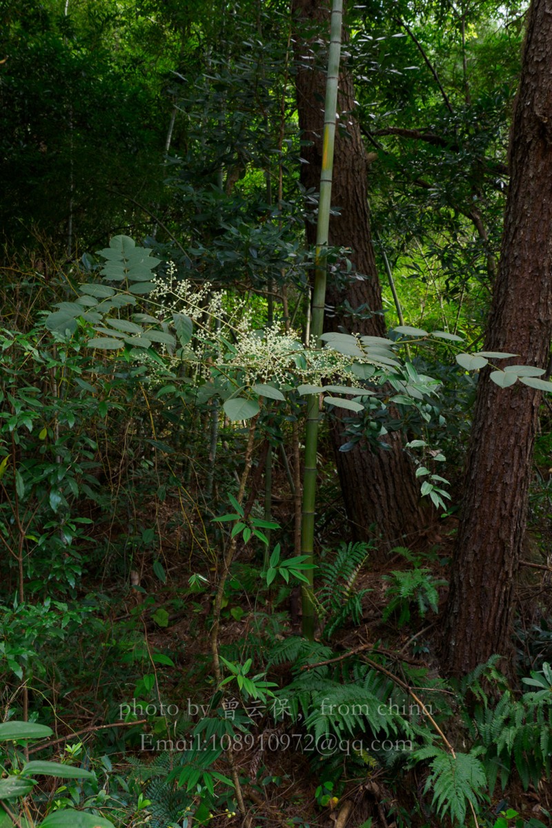 Aralia dasyphylla photo 2