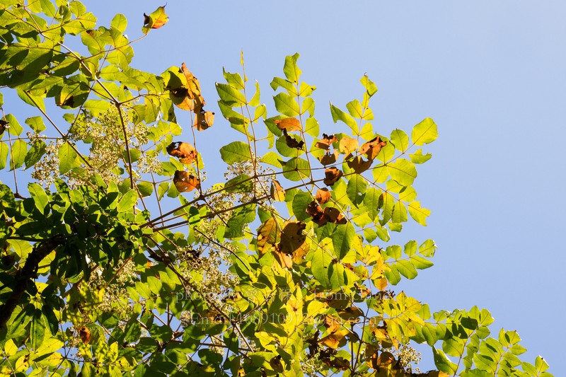 Aralia dasyphylla photo 3