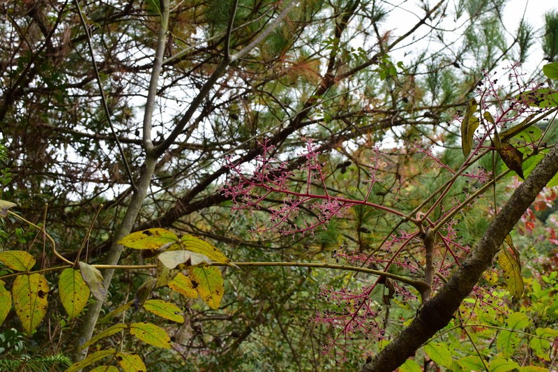 Aralia dasyphylla photo 5