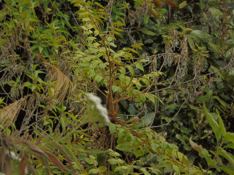 Aralia dasyphylla photo 6