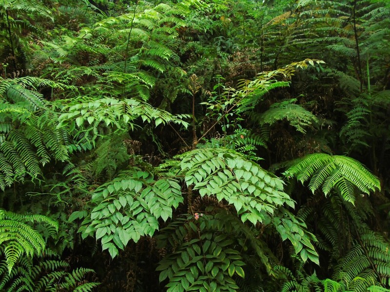 Aralia dasyphylla photo 7