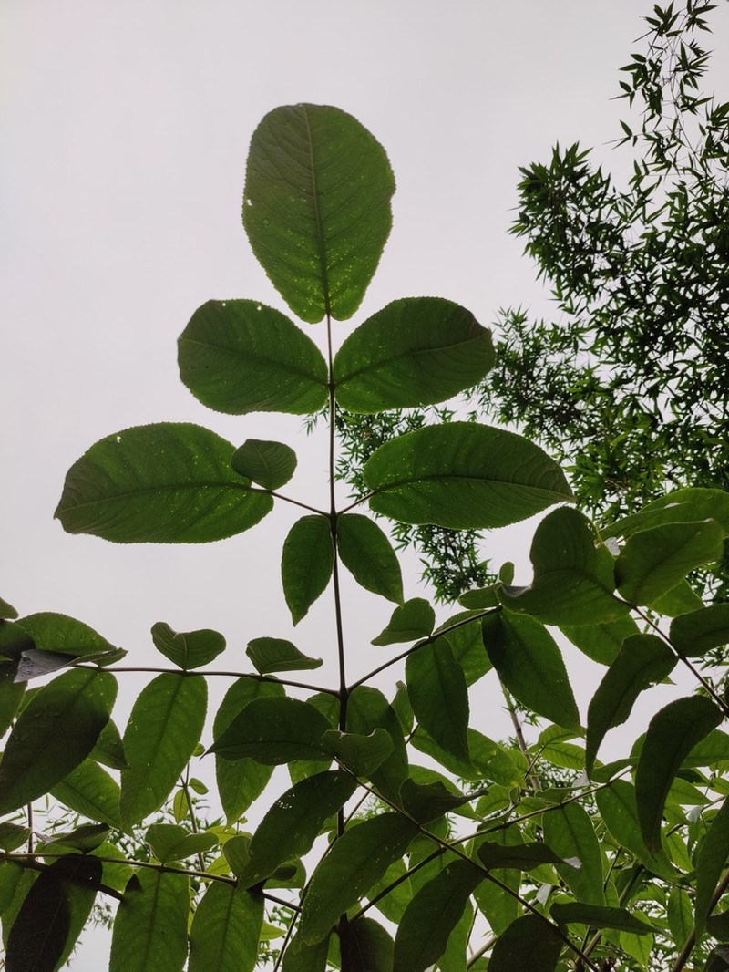 Aralia dasyphylla photo 8