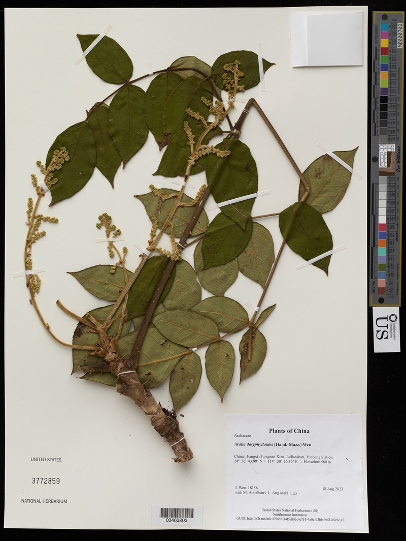Aralia dasyphylloides