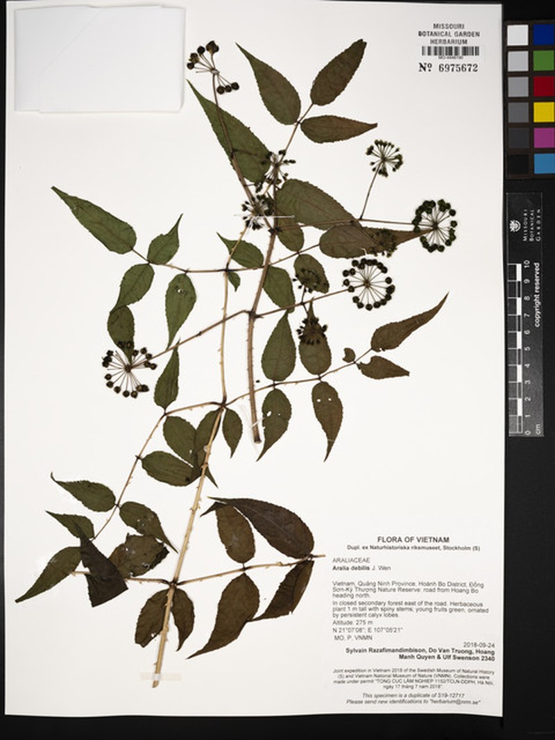 Aralia debilis photo 5