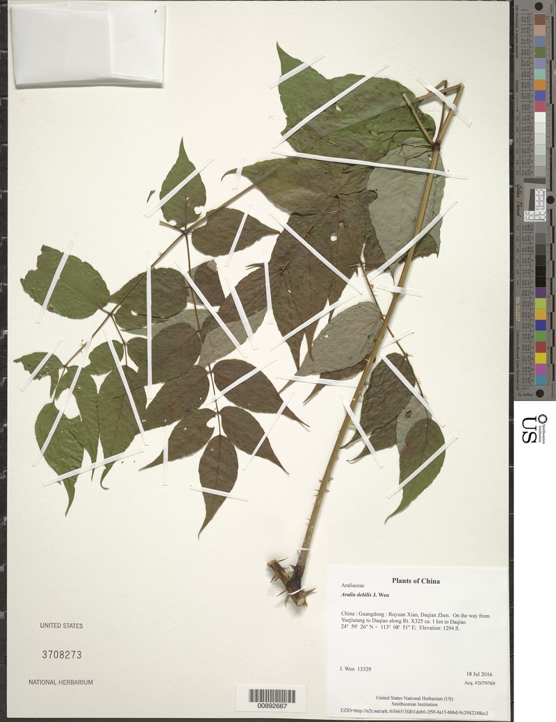 Aralia debilis photo 6