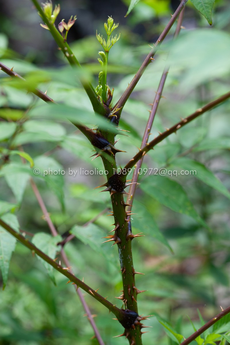 Aralia debilis