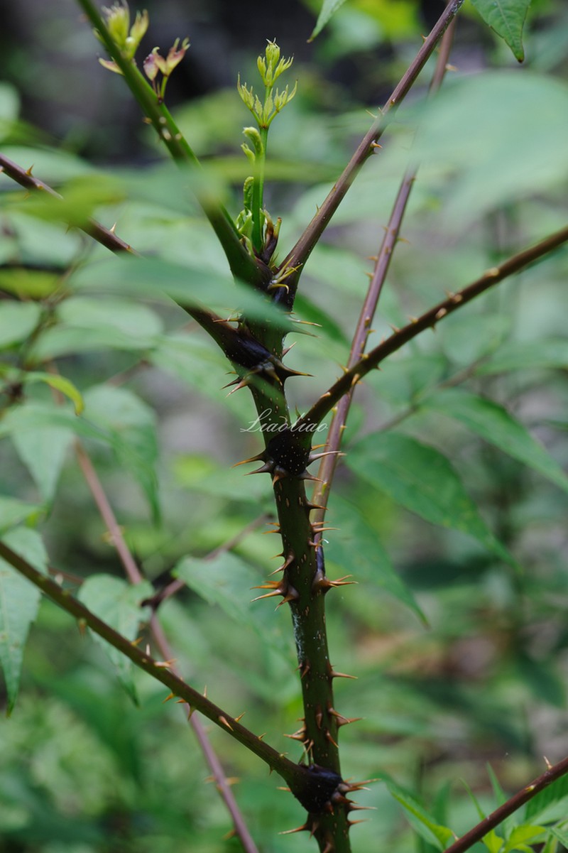 Aralia debilis photo 2
