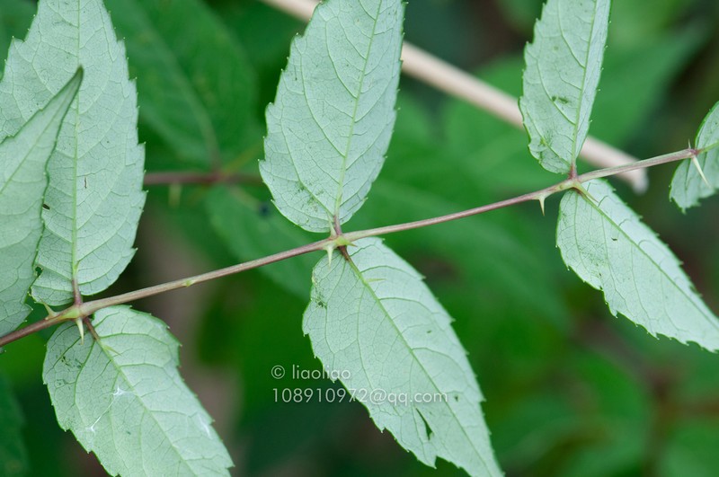 Aralia debilis photo 3