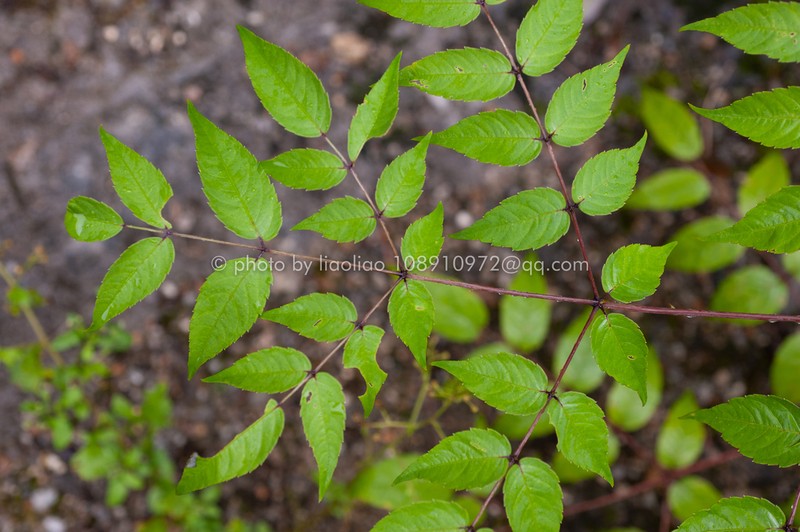Aralia debilis photo 4