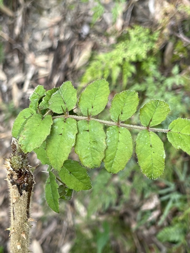 Aralia decaisneana