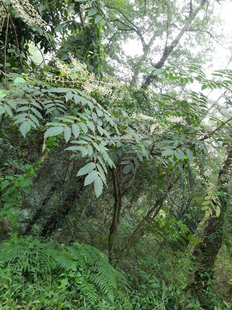 Aralia decaisneana photo 2