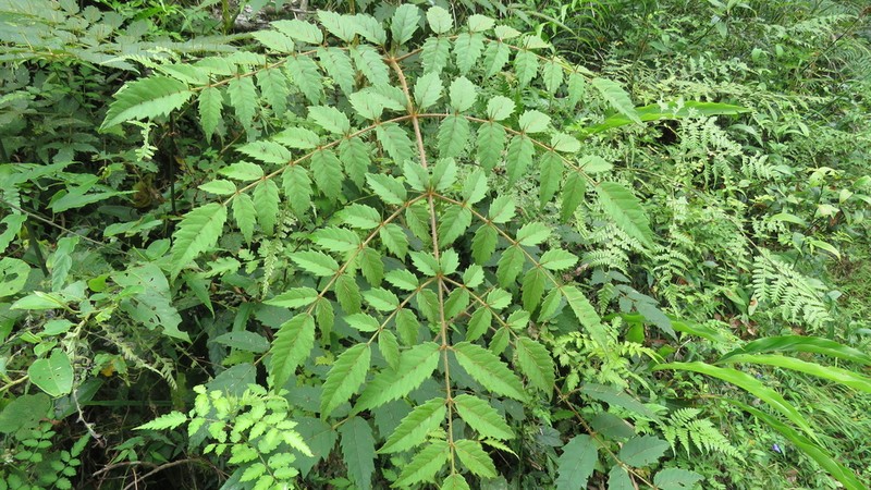 Aralia decaisneana photo 4