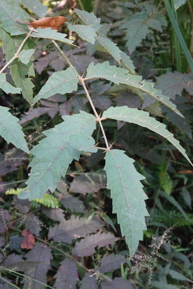 Aralia decaisneana photo 5