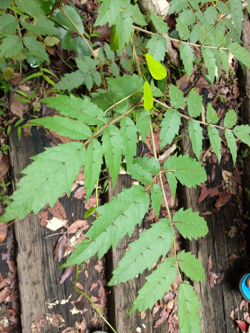 Aralia decaisneana photo 6