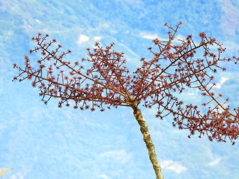 Aralia decaisneana photo 7