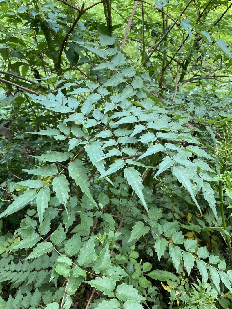 Aralia decaisneana photo 8