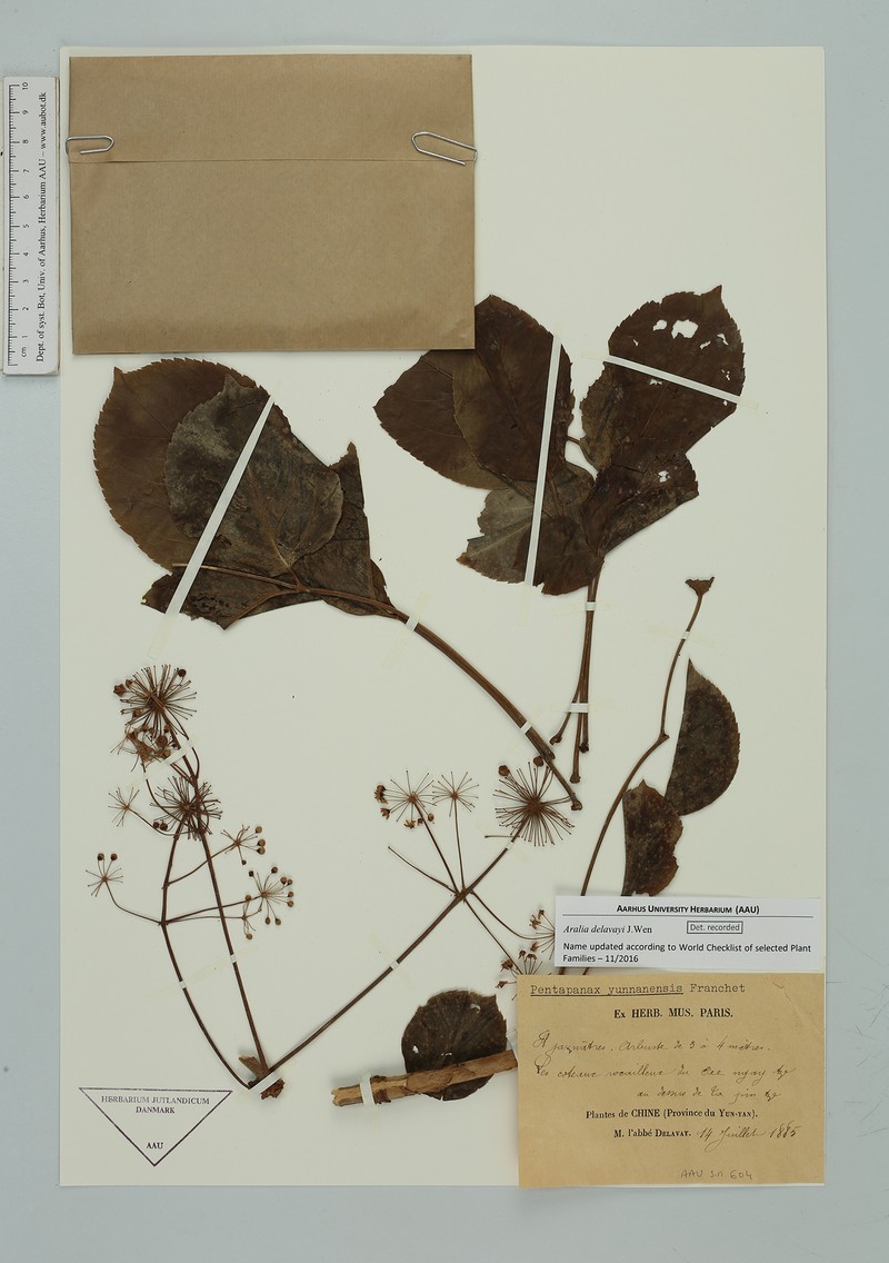 Aralia delavayi