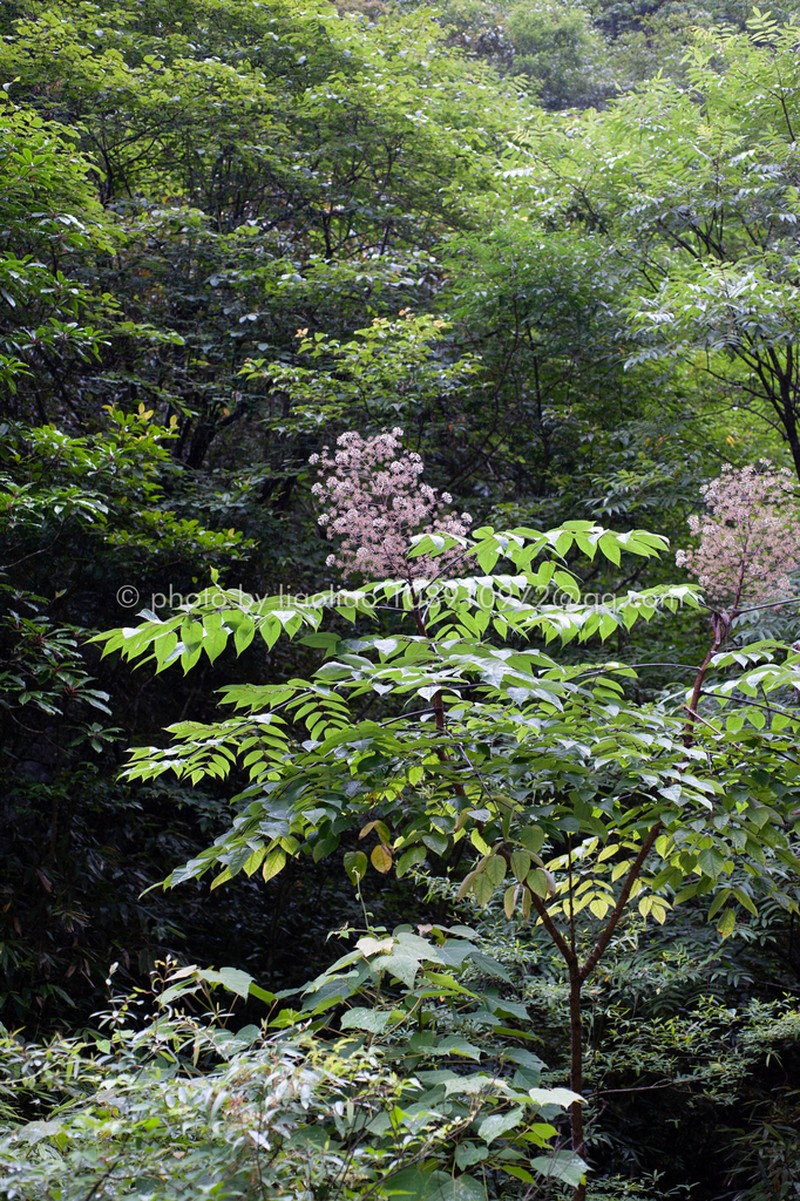 Aralia echinocaulis