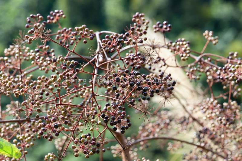 Aralia echinocaulis photo 2