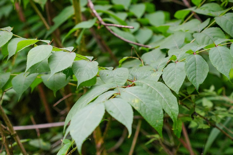Aralia echinocaulis photo 3