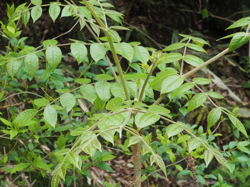 Aralia echinocaulis photo 4
