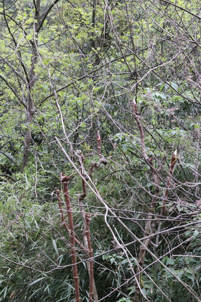Aralia echinocaulis photo 5