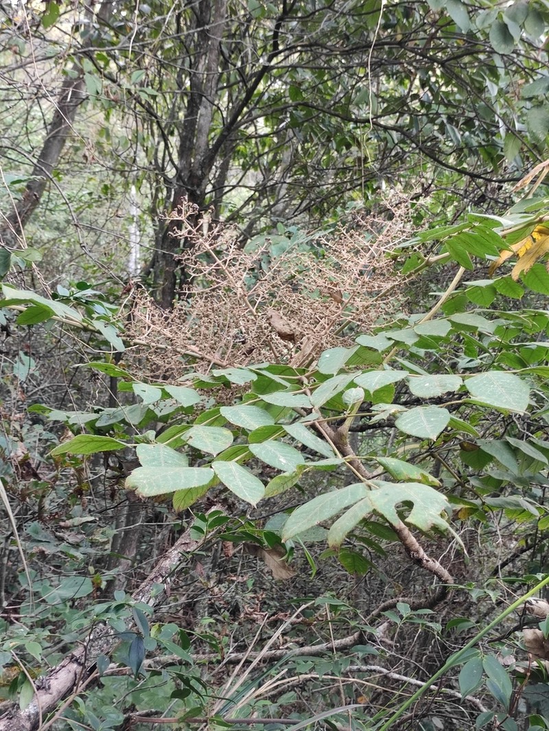 Aralia echinocaulis photo 6