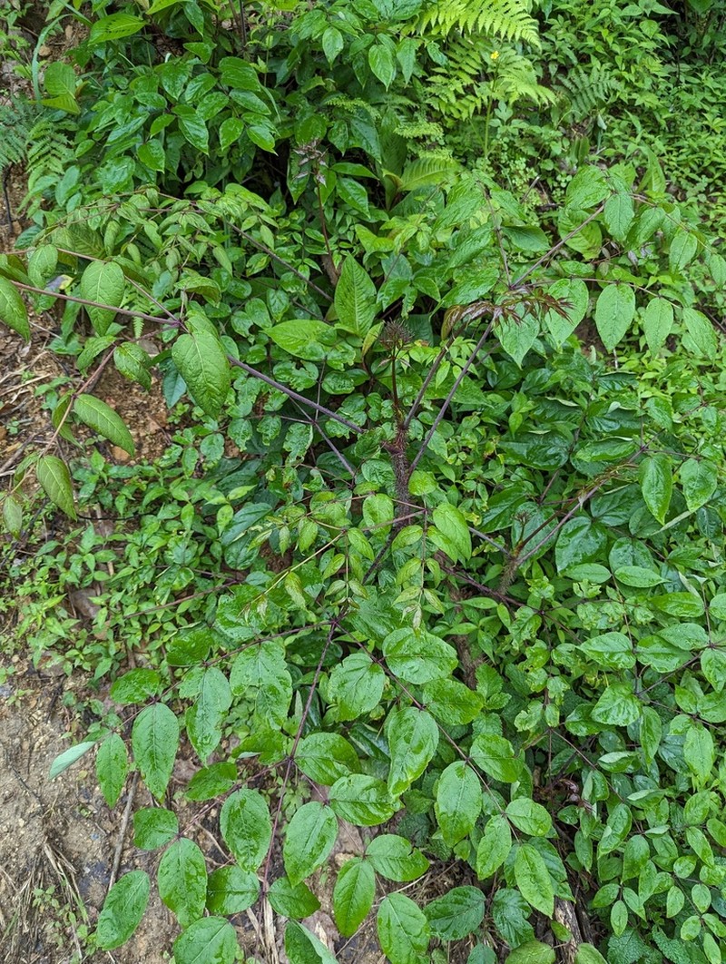 Aralia echinocaulis photo 7