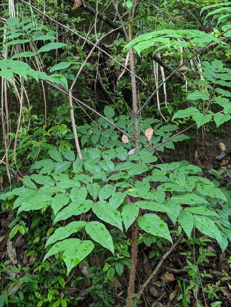 Aralia echinocaulis photo 8
