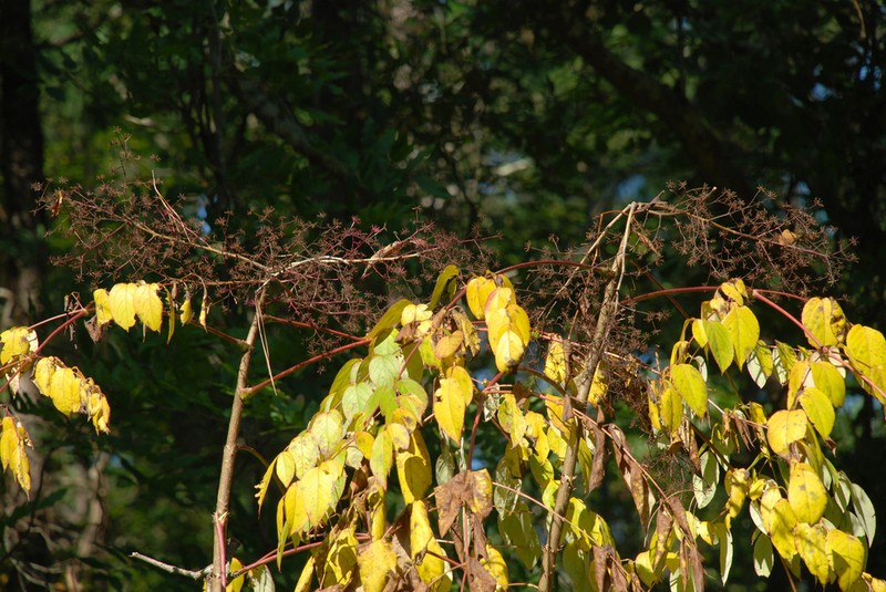 Japanese Angelica Tree